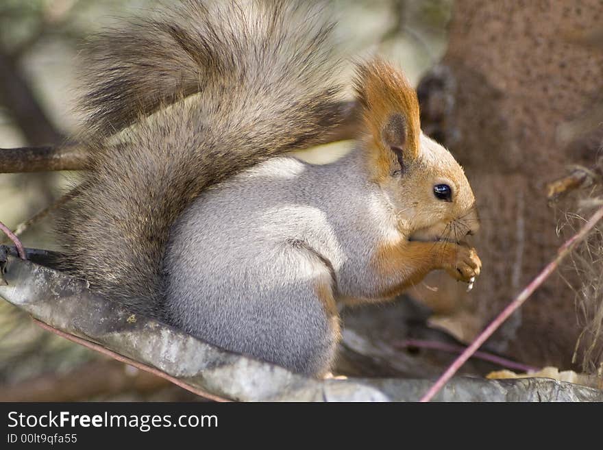 Eating squirrel sitting on the tree