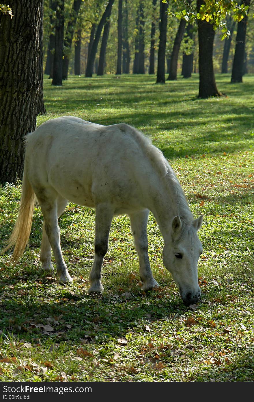 White horse on a pasture