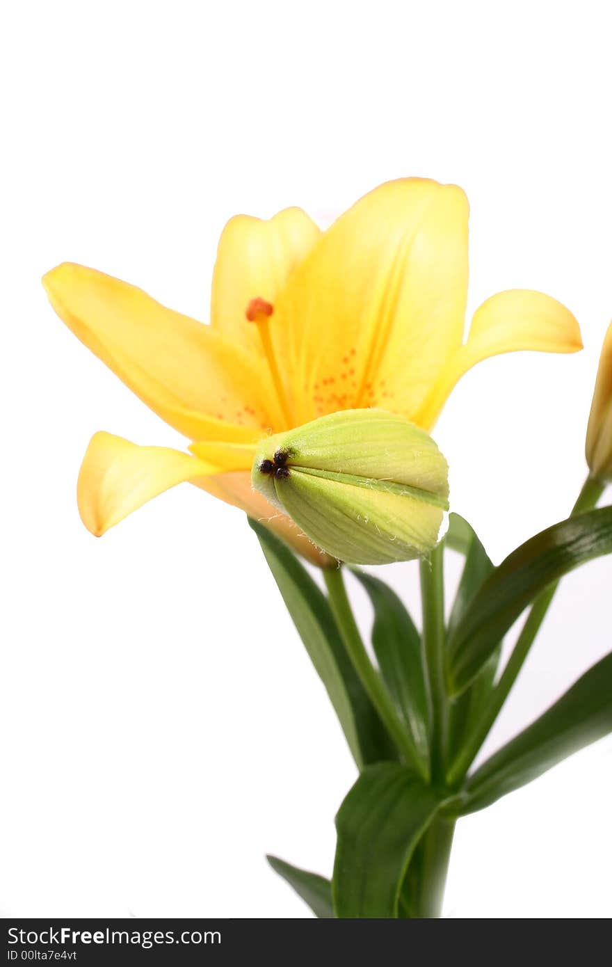 Orange lilly flower on white background