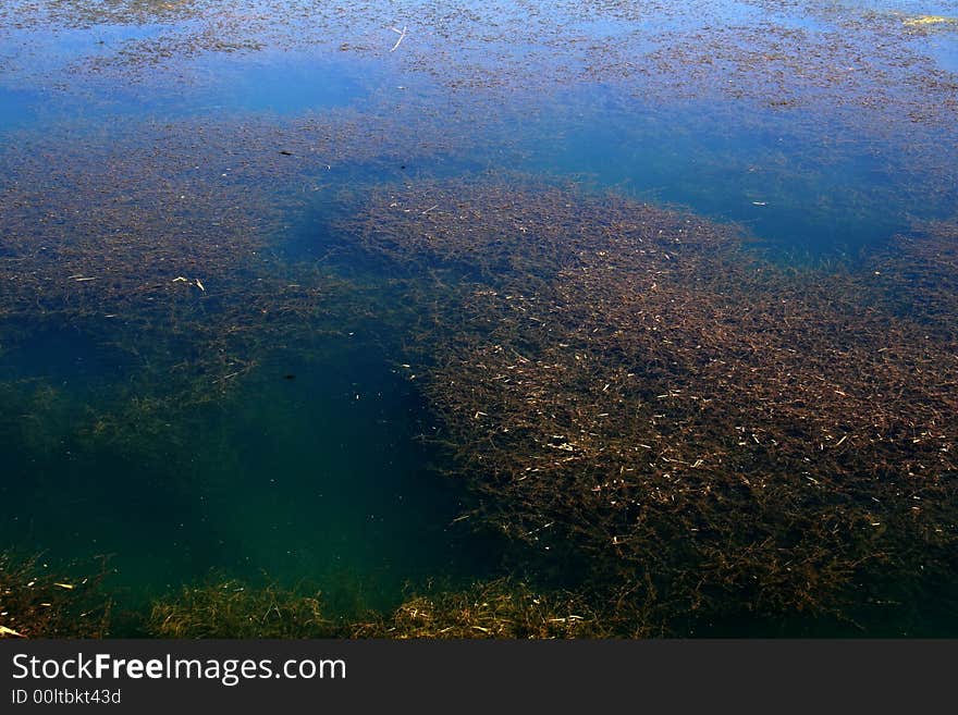 A view of a beautiful grassy Pond.