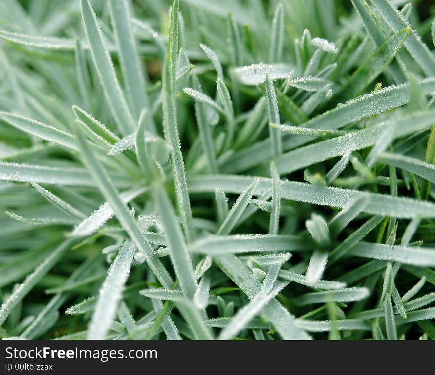 Grass with Dew Drops