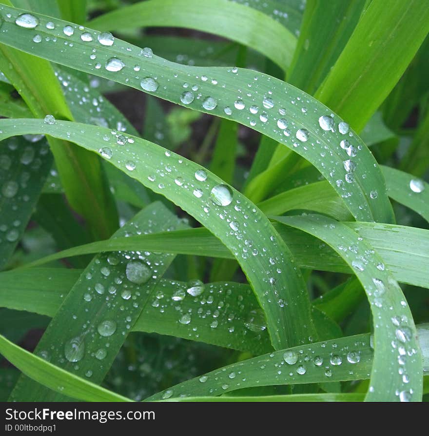 Natural green background from the fresh grass. Natural green background from the fresh grass