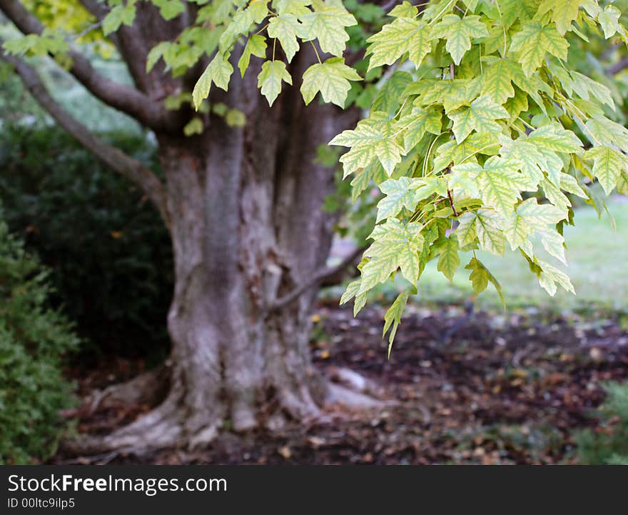 Leaves beginning to change in the autumn. Leaves beginning to change in the autumn.