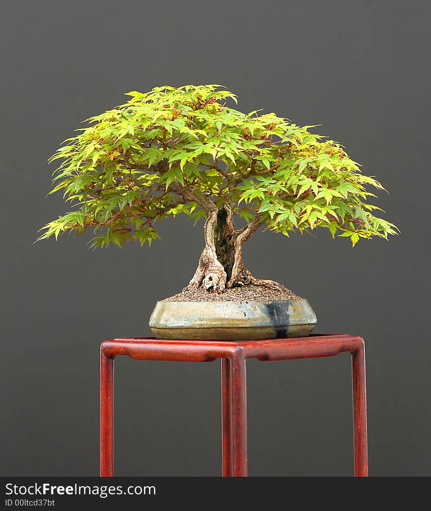 Japanese maple, Acer palmatum, 18 cm high. Japanese maple, Acer palmatum, 18 cm high