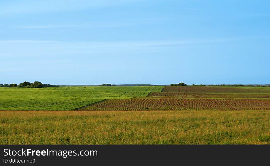 Hills with seedling of corn.