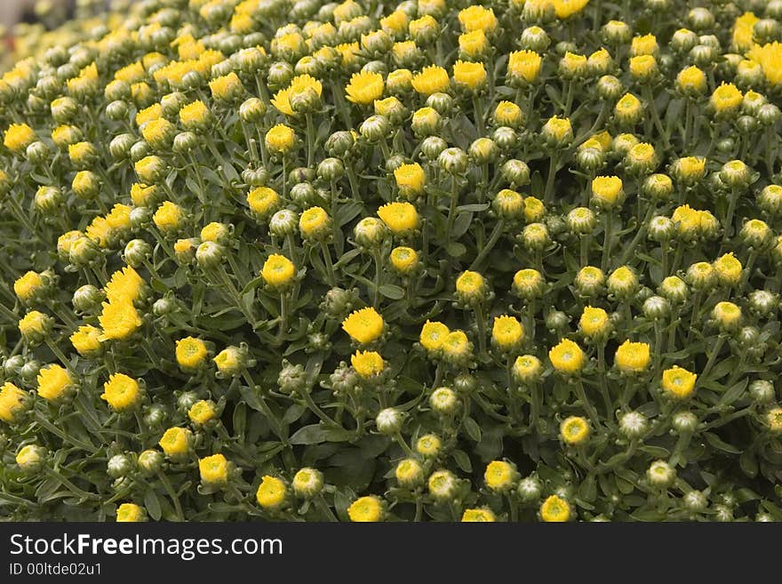 Yellow Chrysanthemums just beginning to bud in green. Yellow Chrysanthemums just beginning to bud in green