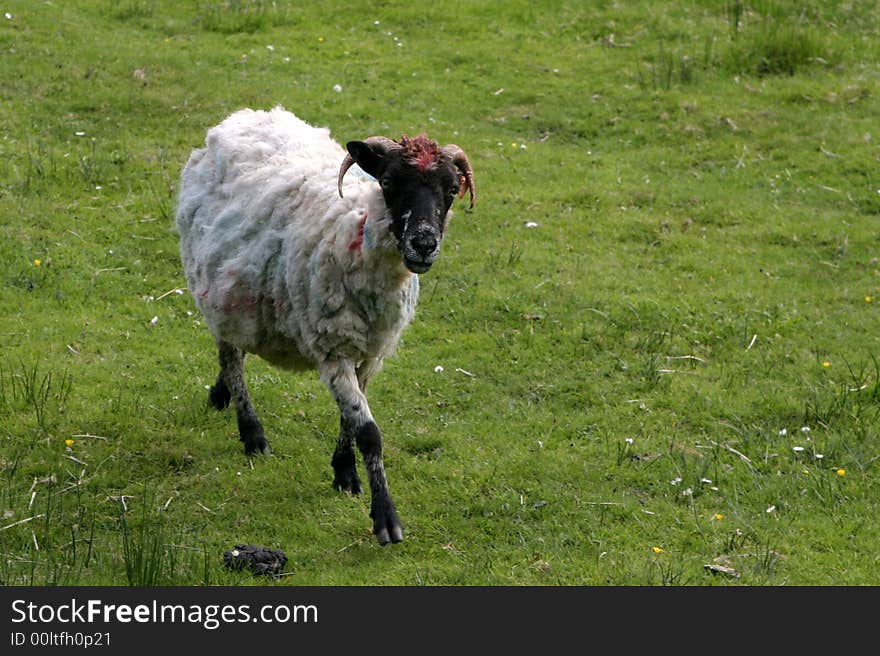 Colour sheep in Ireland,strange. Colour sheep in Ireland,strange