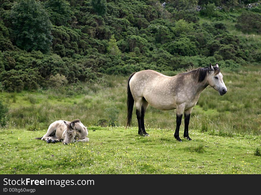 Horse and colt in Ireland