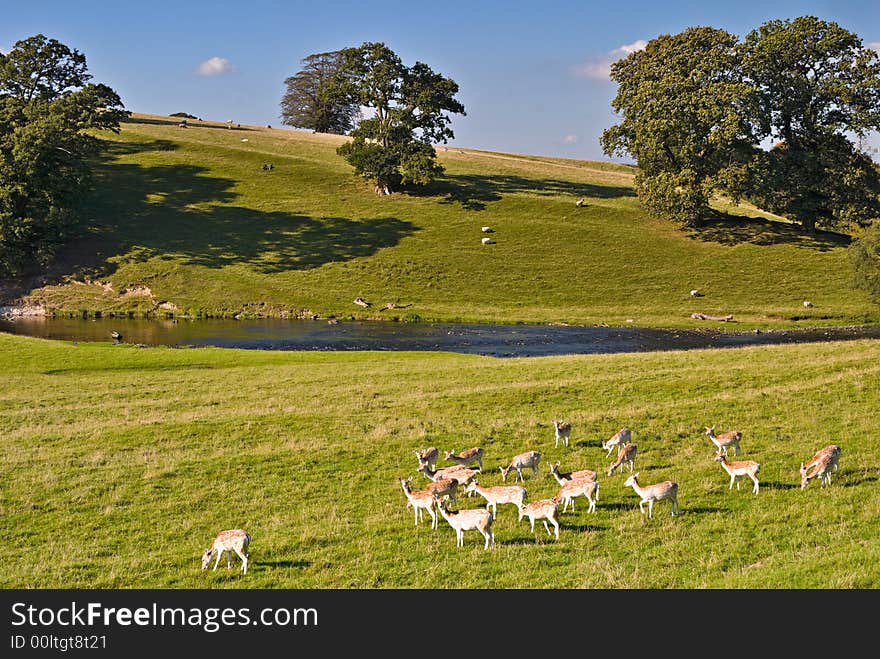 A small herd of Fallow deer in Dallam park, Cumbria, England. The river Bela flows behind