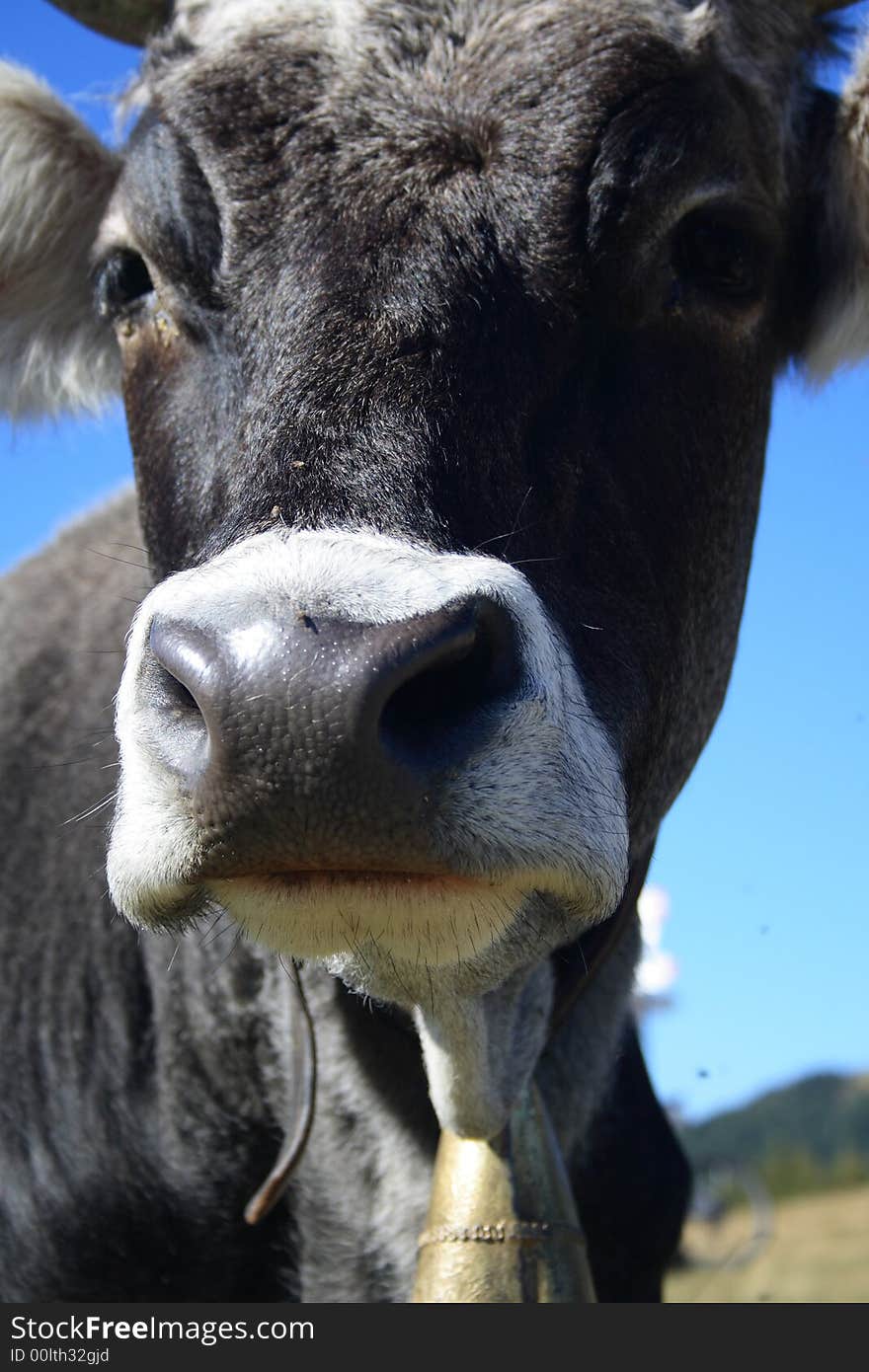 Portrait of a black-white cow