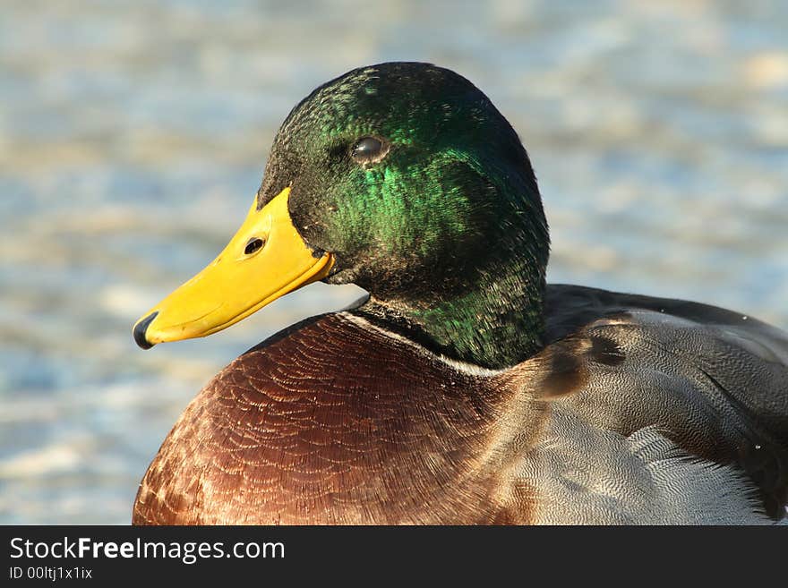 Portrait of a Male mallard duck