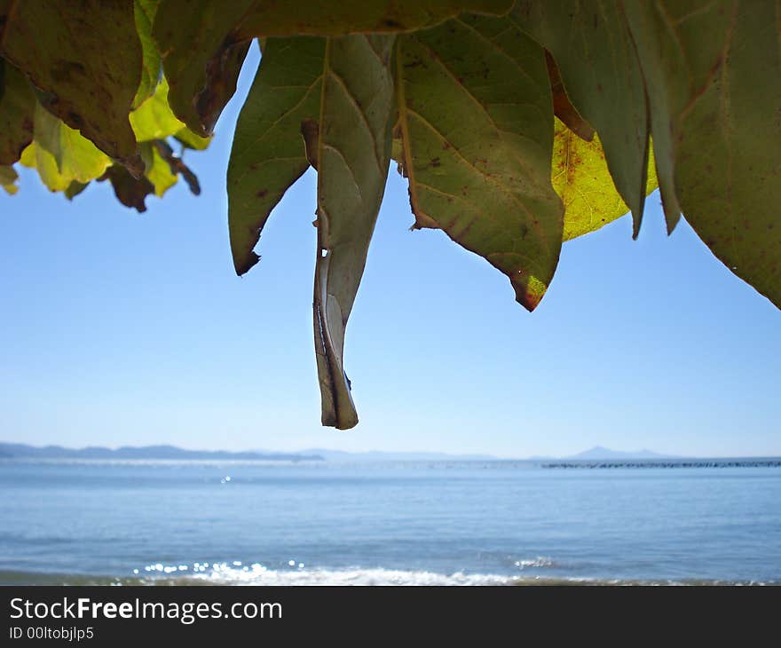 Beach And Leaves