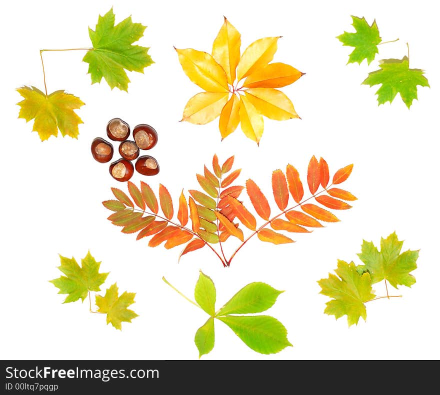 Autumn leaves background