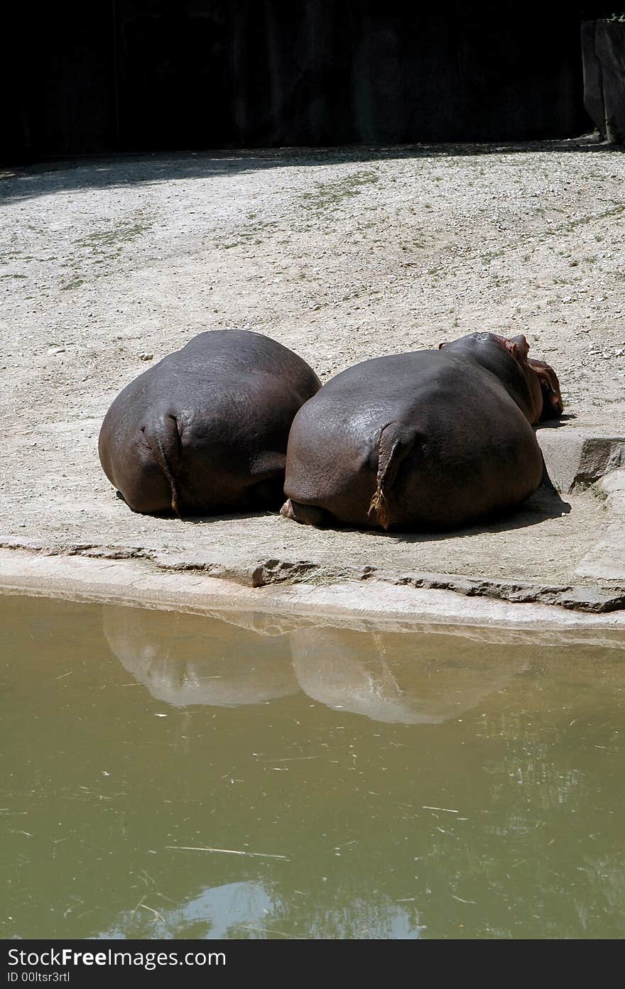 Two large hippo butts lounging.