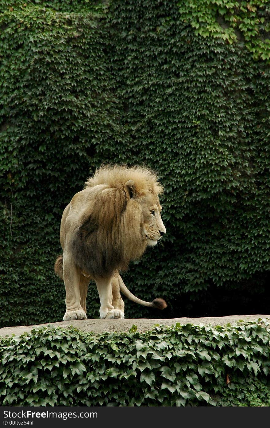 Lion on top of rock, makes him top lion.