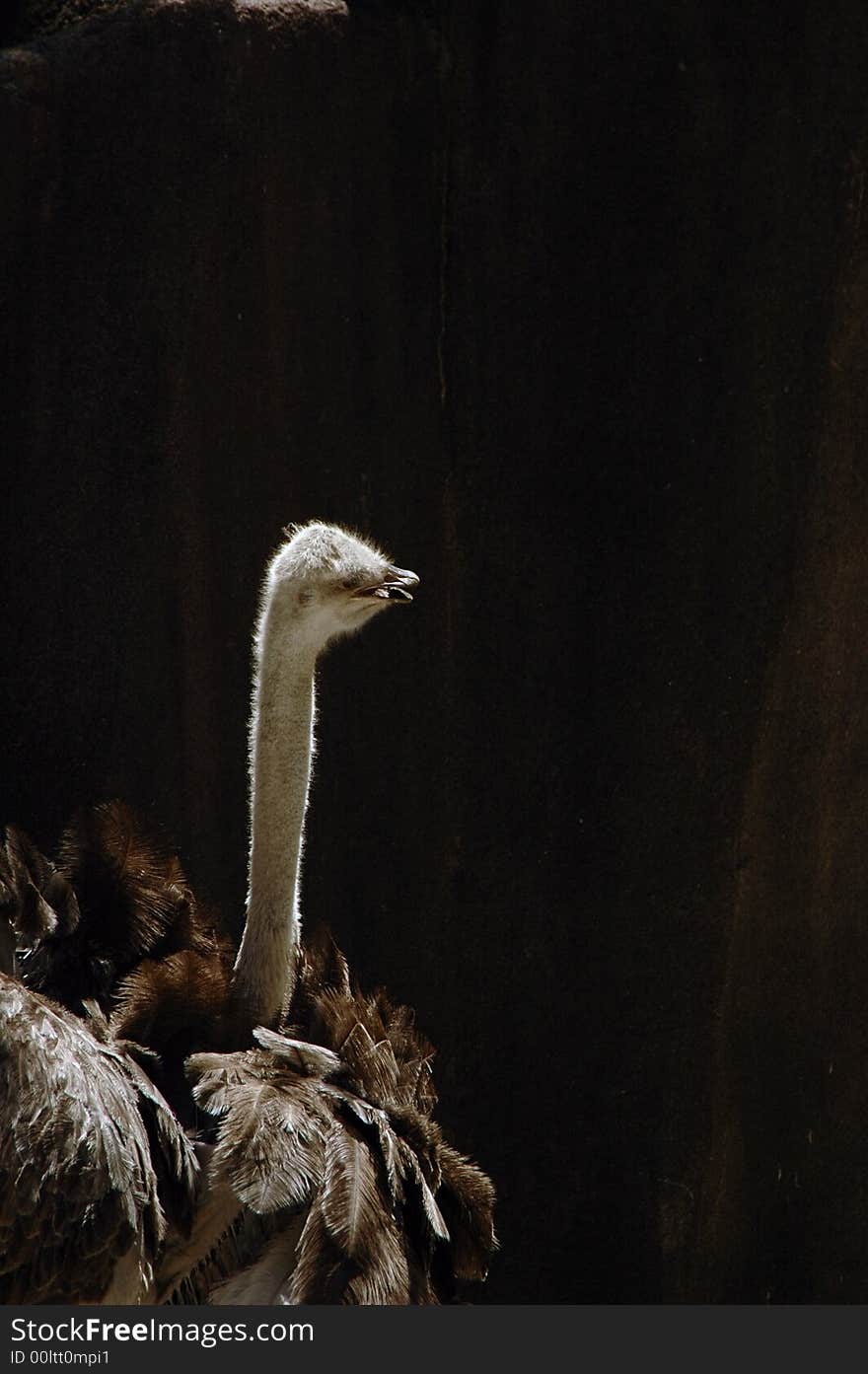 Ostrich protrait at the Milwaukee Zoo. Ostrich protrait at the Milwaukee Zoo.