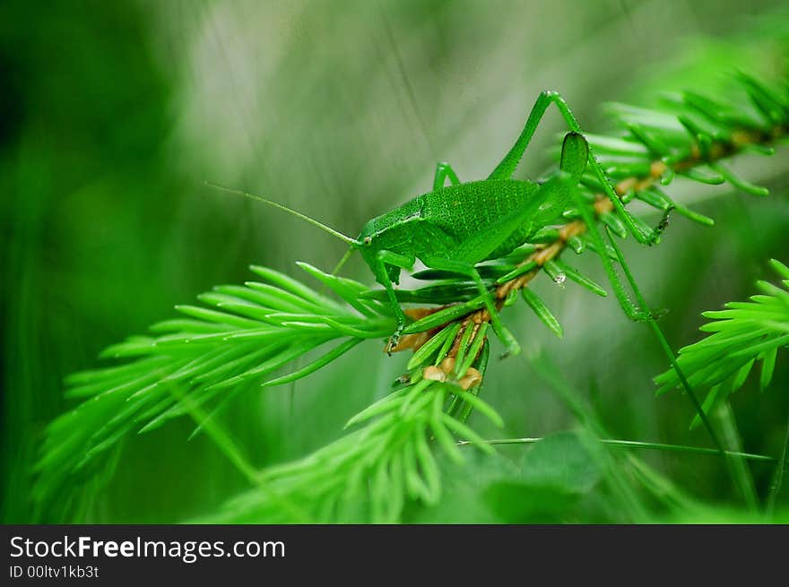 Grasshoper On A Fir Branch