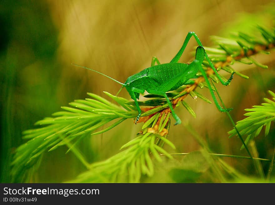 Grasshoper on a fir branch