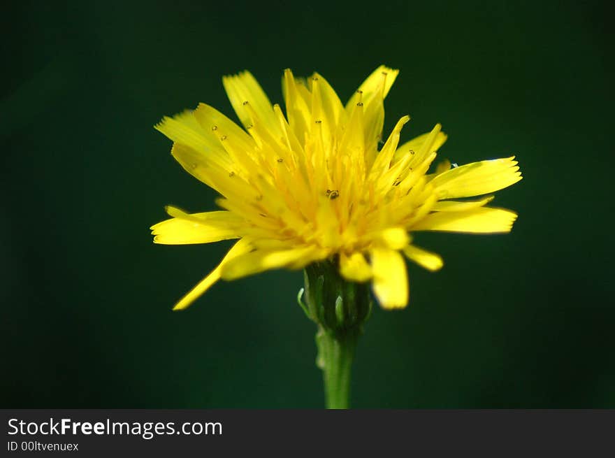 Yellow wild flower on a blurred background. Yellow wild flower on a blurred background