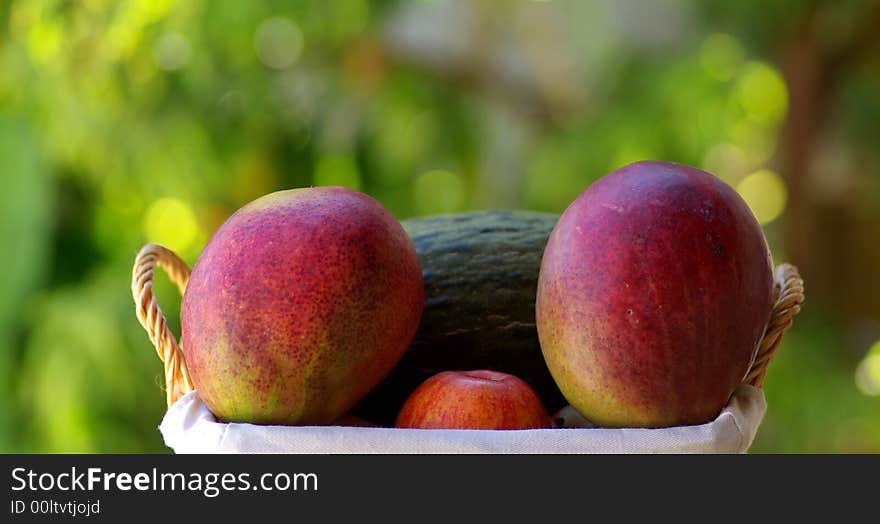 Two mangoes fruits are isolated on basket.