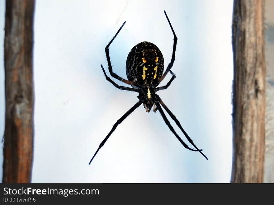 Orb Weaver