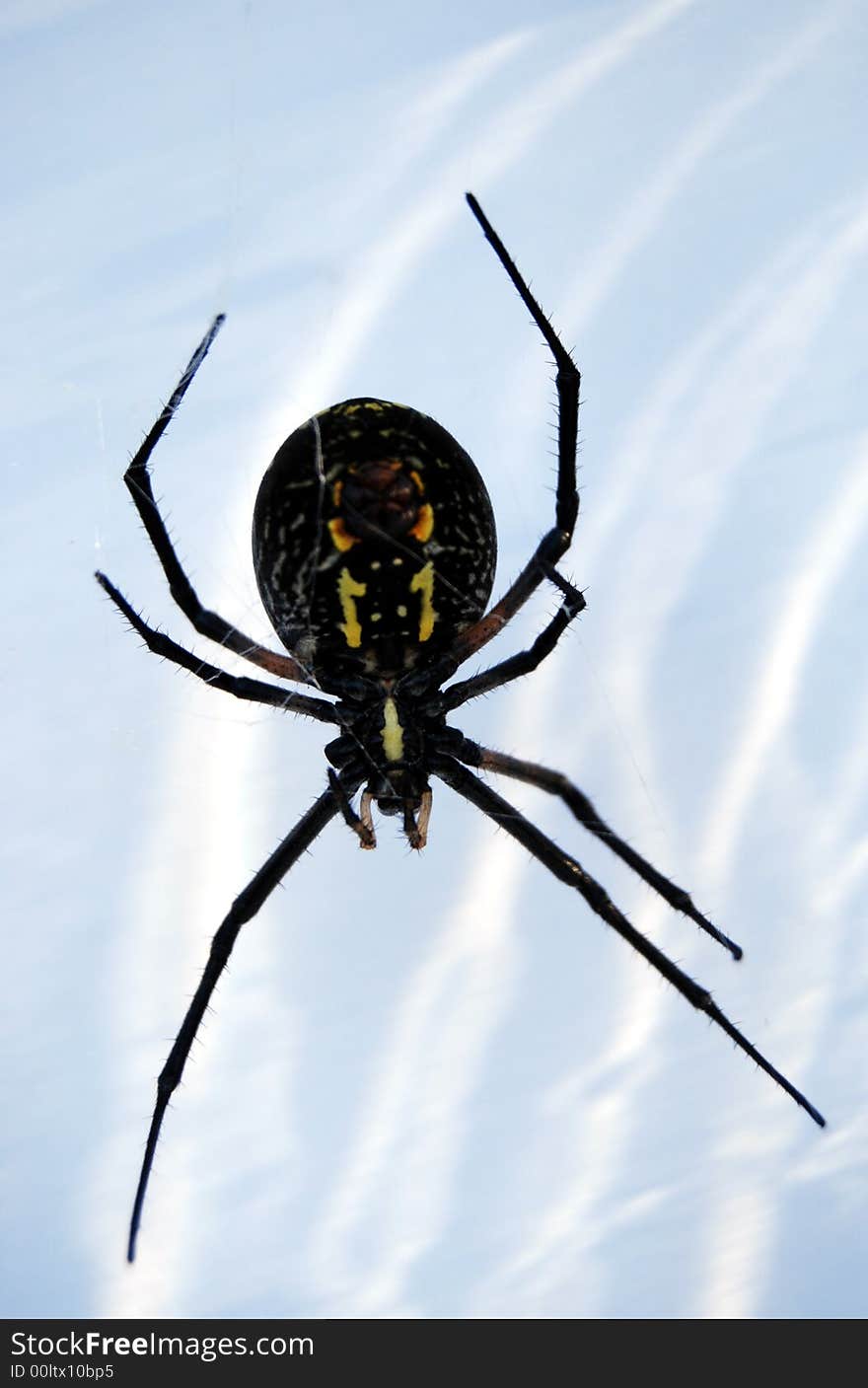 Orb Weaver Blue Cloud Backgr.