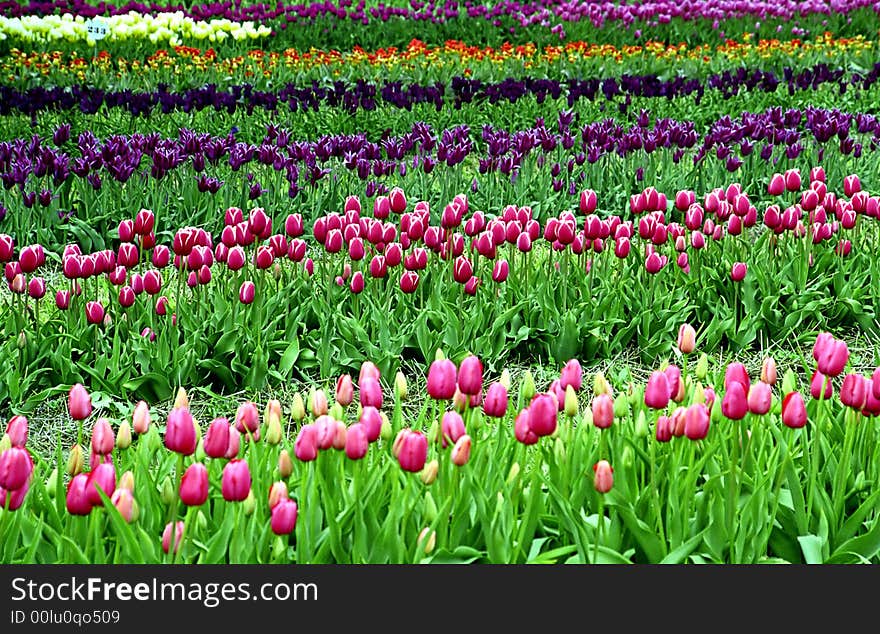 These tulips gardens from biggest tulips farm in USA, Holland, MI.