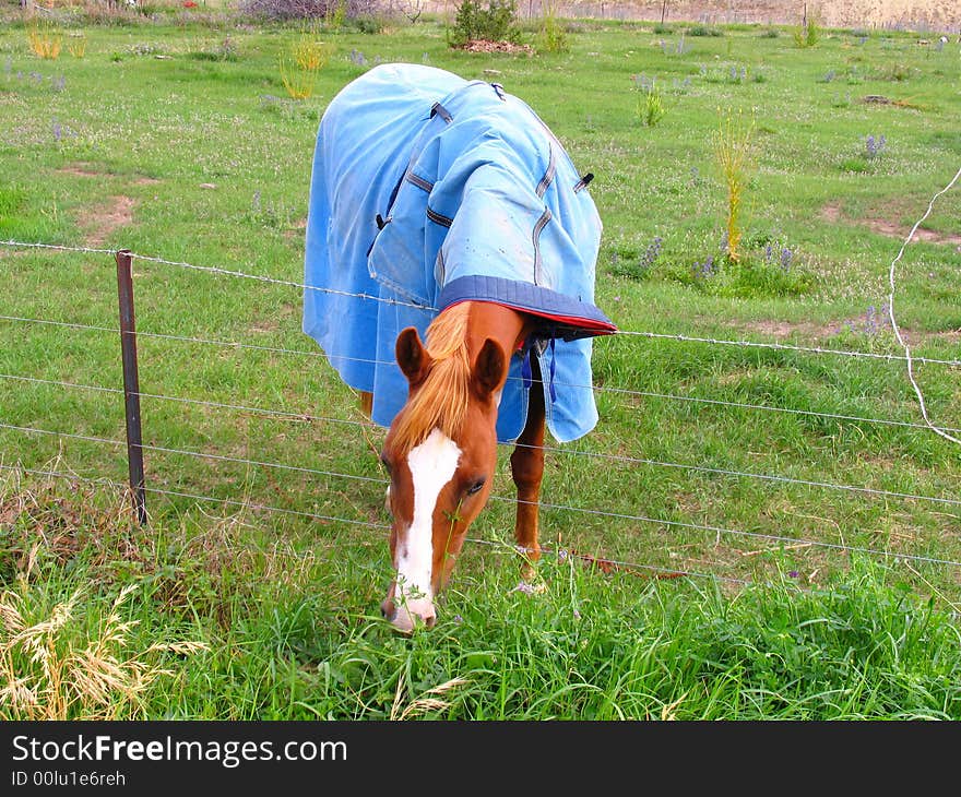 Horse And Grassland