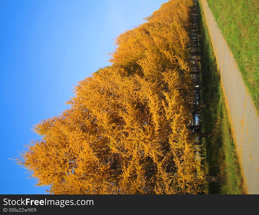 Autumn park with yellow tree on blue sky. Autumn park with yellow tree on blue sky