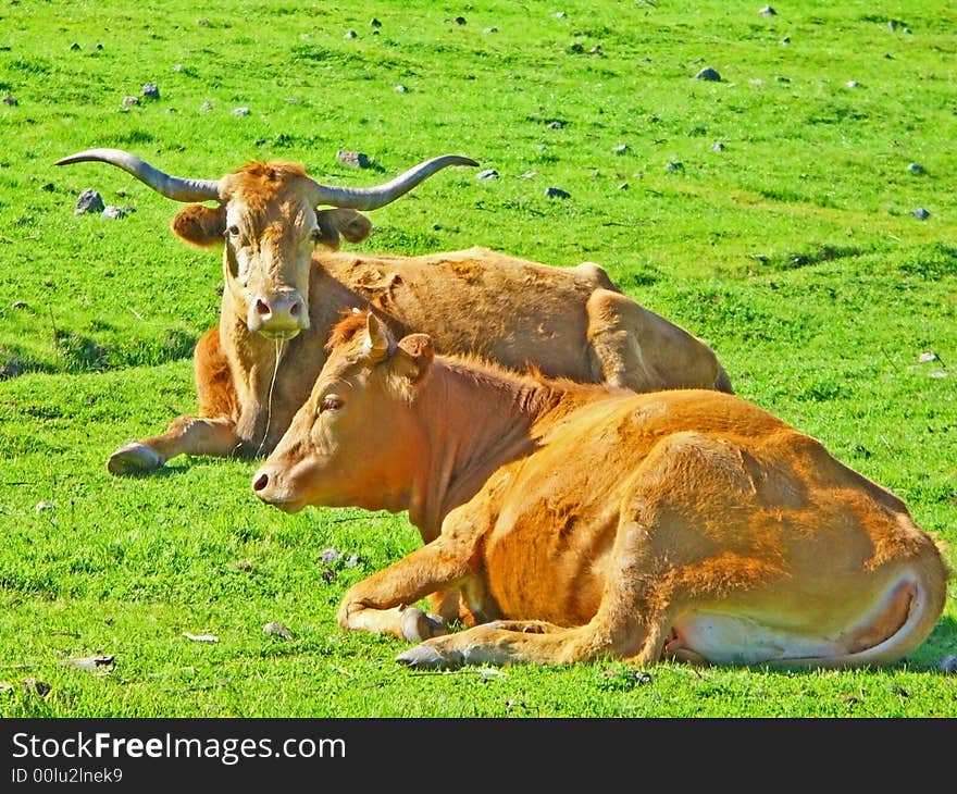 Texas Longhorns