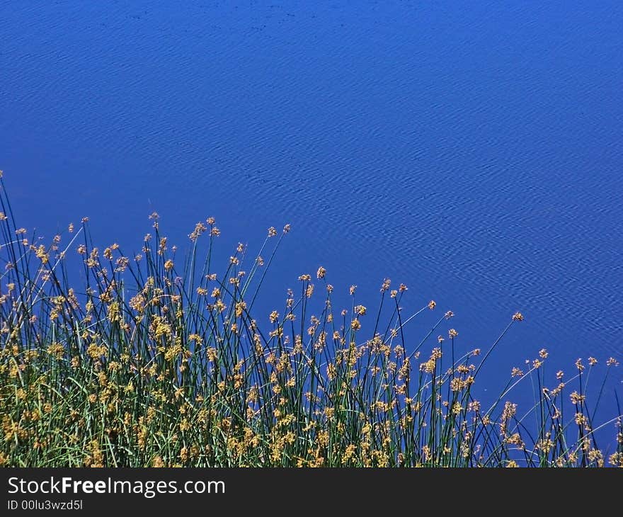 A Peaceful Pond