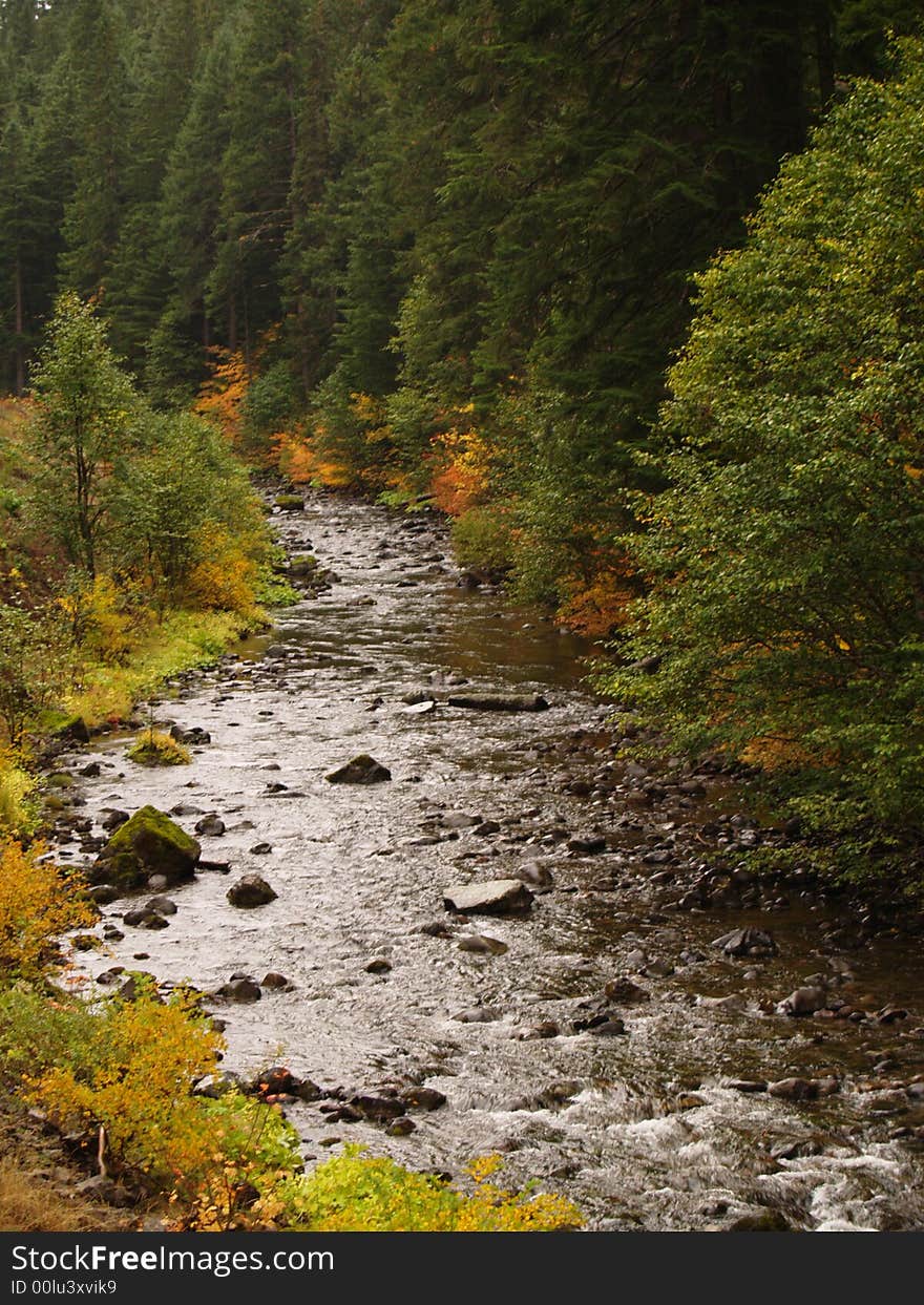 Aspens By The River