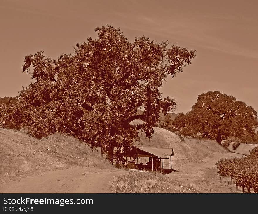 A large oak tree towering over a small building.  A few grapevines from a vineyard are visible.  This is a sepia toned picture. A large oak tree towering over a small building.  A few grapevines from a vineyard are visible.  This is a sepia toned picture.