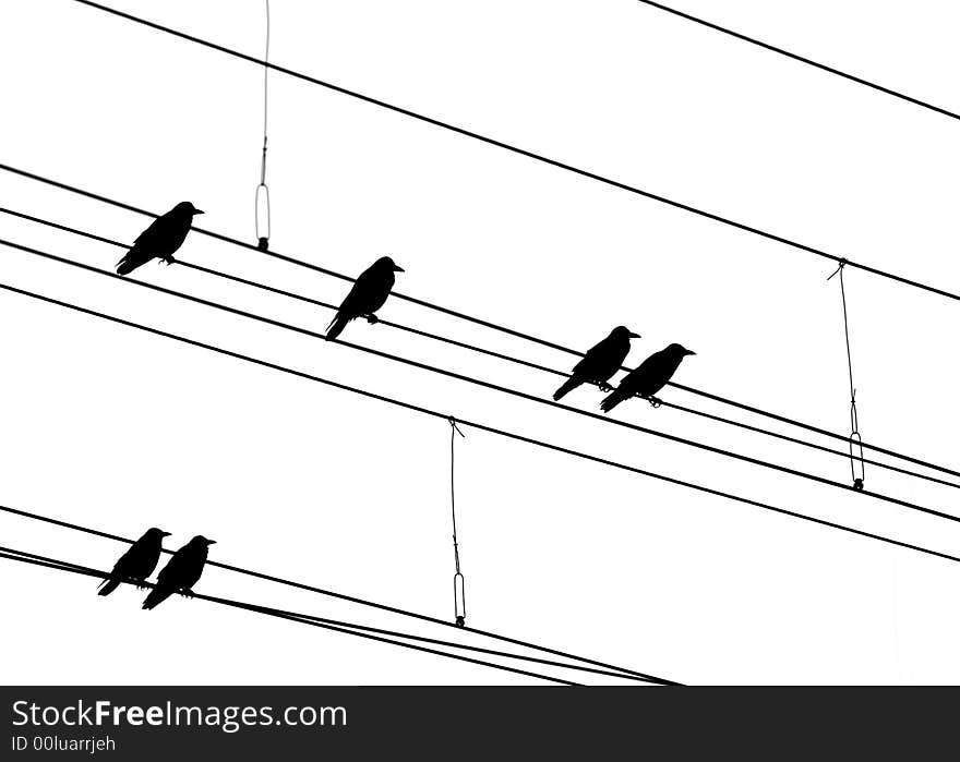 Rooks at dawn roosting on overhead power lines. Silhouetted in black and white. Rooks at dawn roosting on overhead power lines. Silhouetted in black and white.