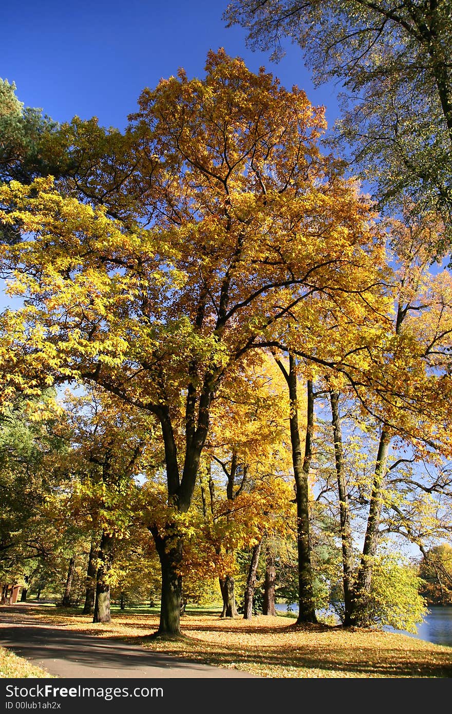 Seasonal scenic - early autumn. One tree is red, others are still green. Seasonal scenic - early autumn. One tree is red, others are still green.