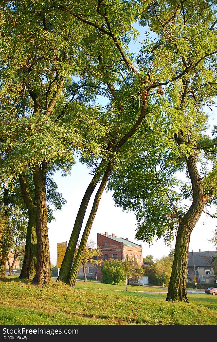 Old home and old trees