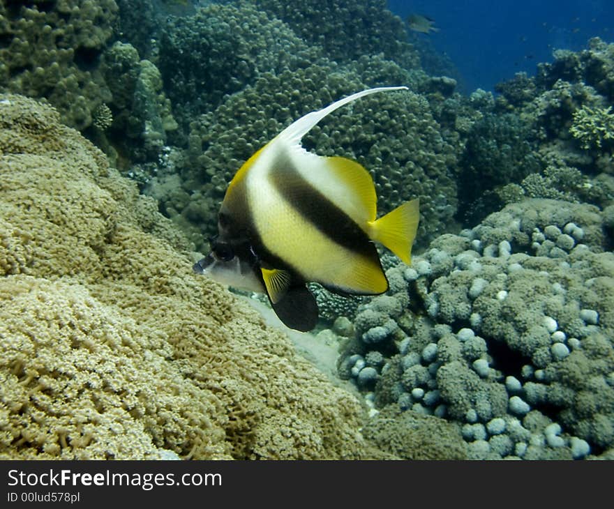 Red Sea Bannerfish