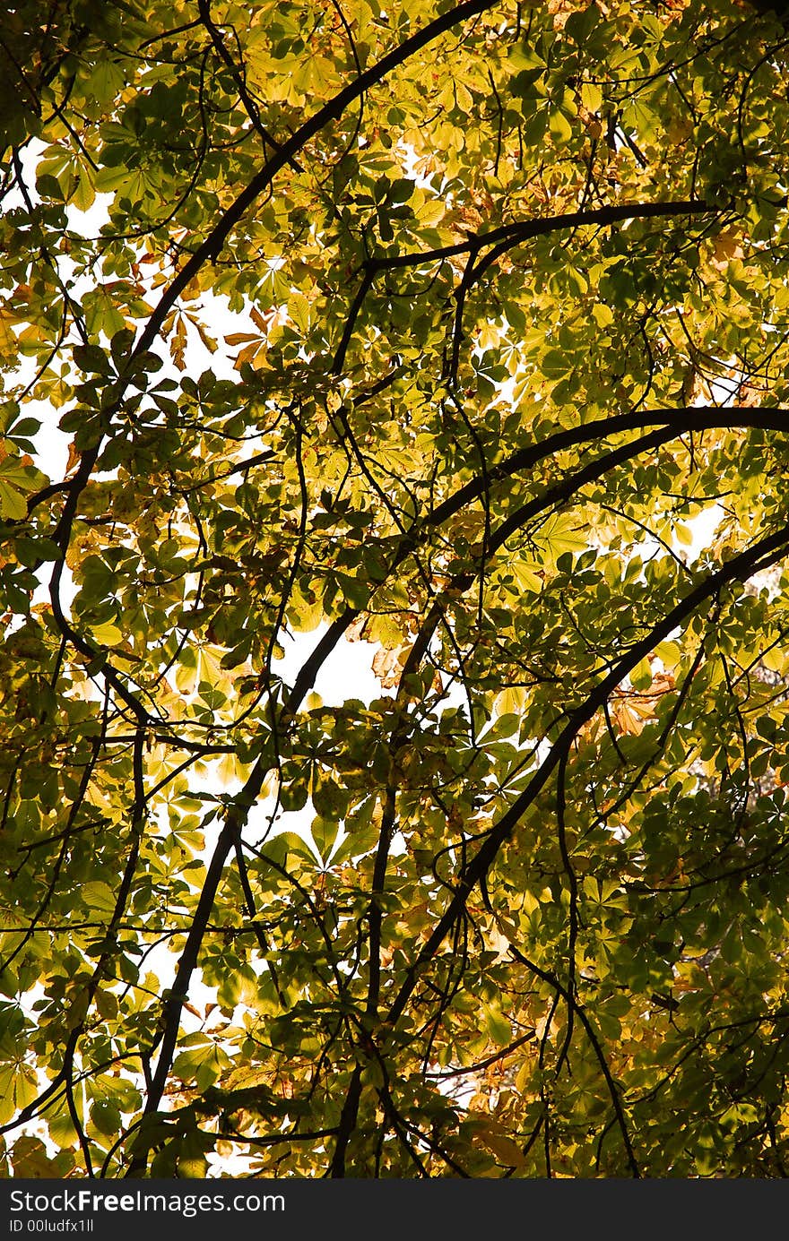 Autumn fall landscape - trees in forest. Autumn fall landscape - trees in forest