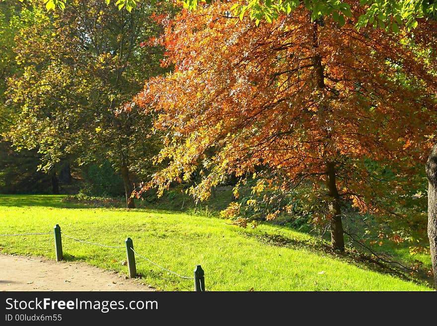 Tree in the autumn on a background of a wood