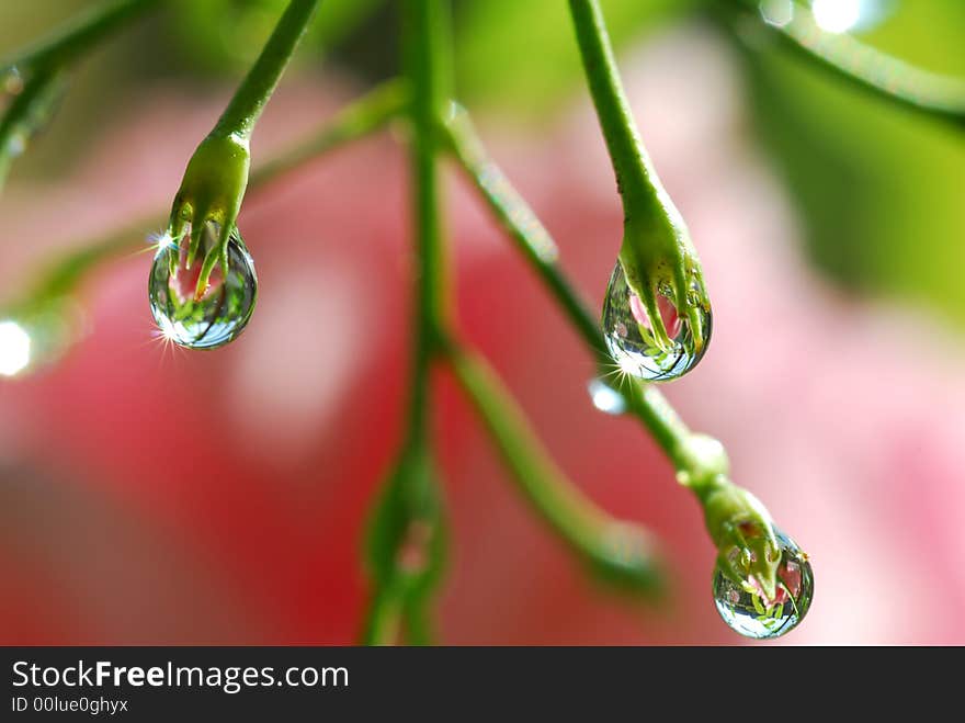 Water drops hanging from jasmin plant