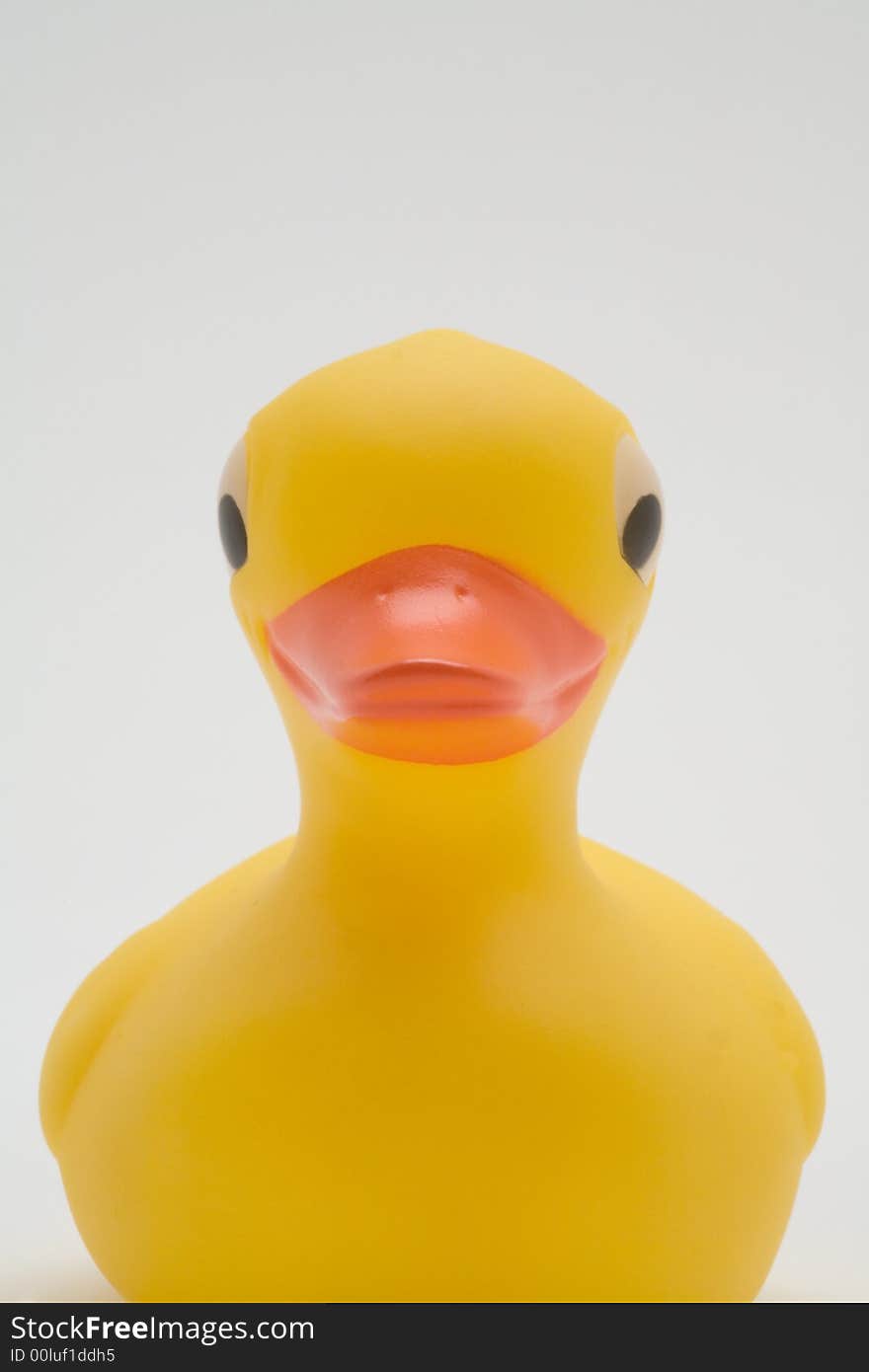 Yellow rubber duck on a white background