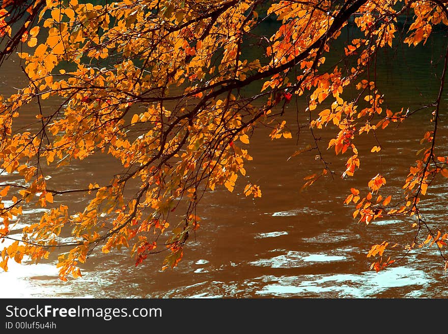 Tree on a background of lake. Tree on a background of lake