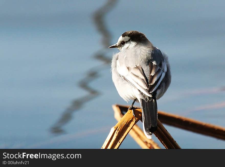 Bird beside the river