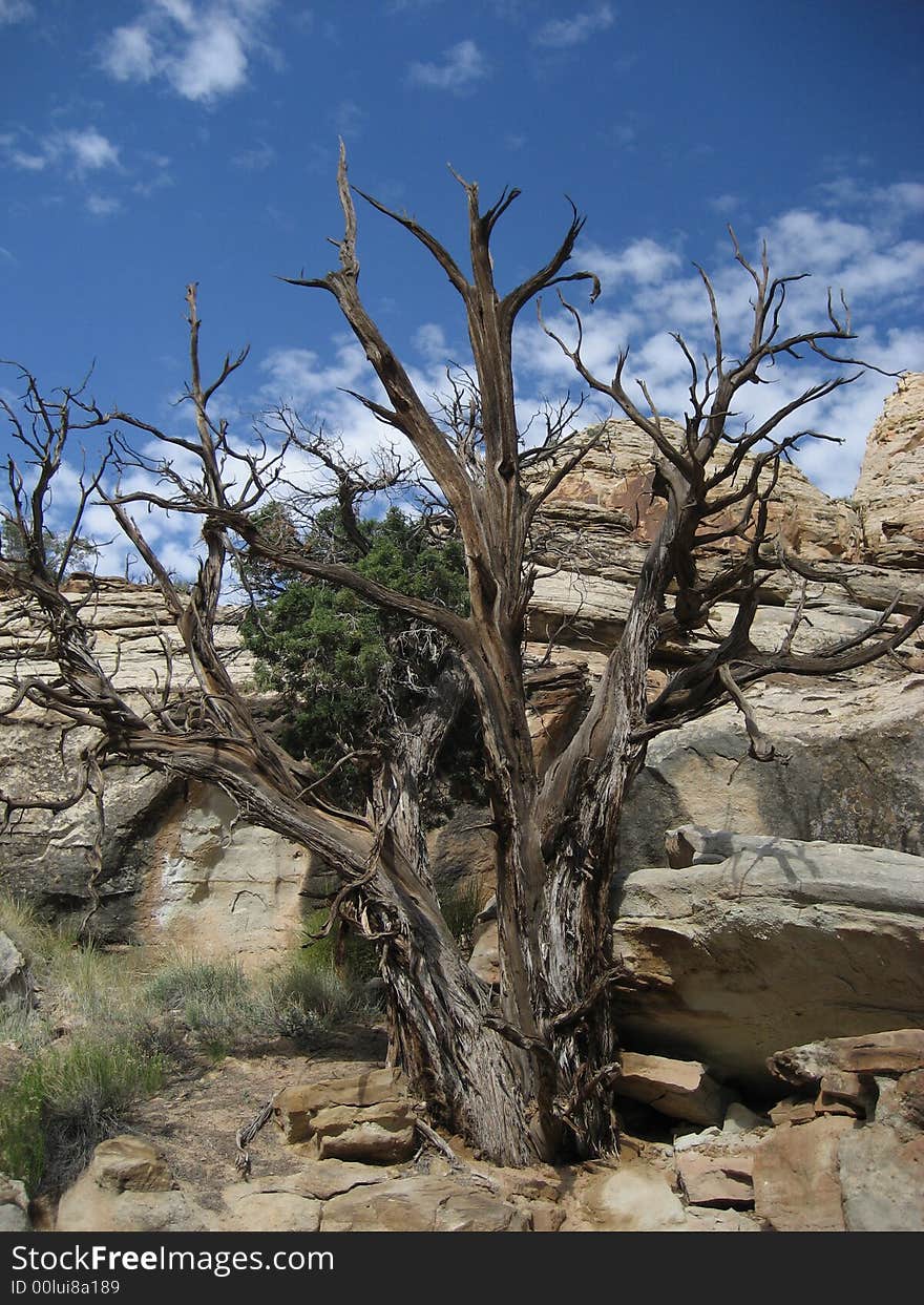 From Golden Throne Trail