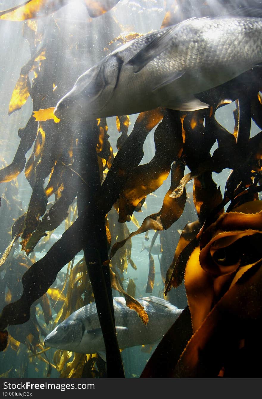 Dappled sunlight filters through kelp forest onto huge fish at Two Oceans aquarium, V & A Waterfront, Cape Town. Dappled sunlight filters through kelp forest onto huge fish at Two Oceans aquarium, V & A Waterfront, Cape Town.