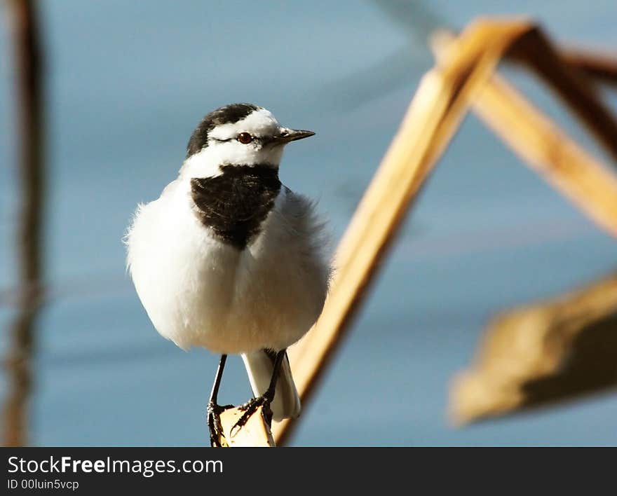 Bird beside the river-1