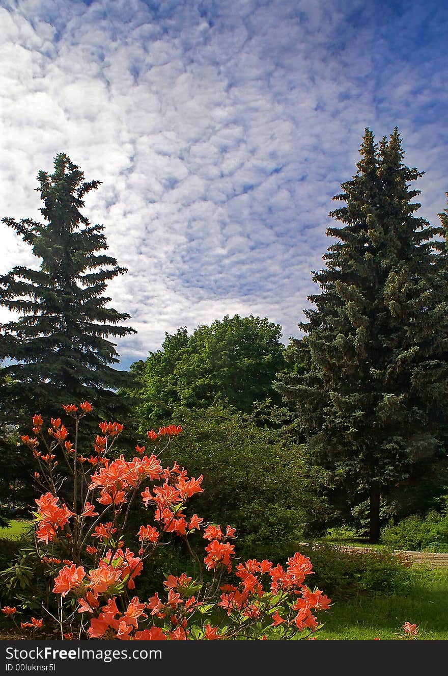 Rhododendron in the botanical gardens of St.Petersburg. Rhododendron in the botanical gardens of St.Petersburg