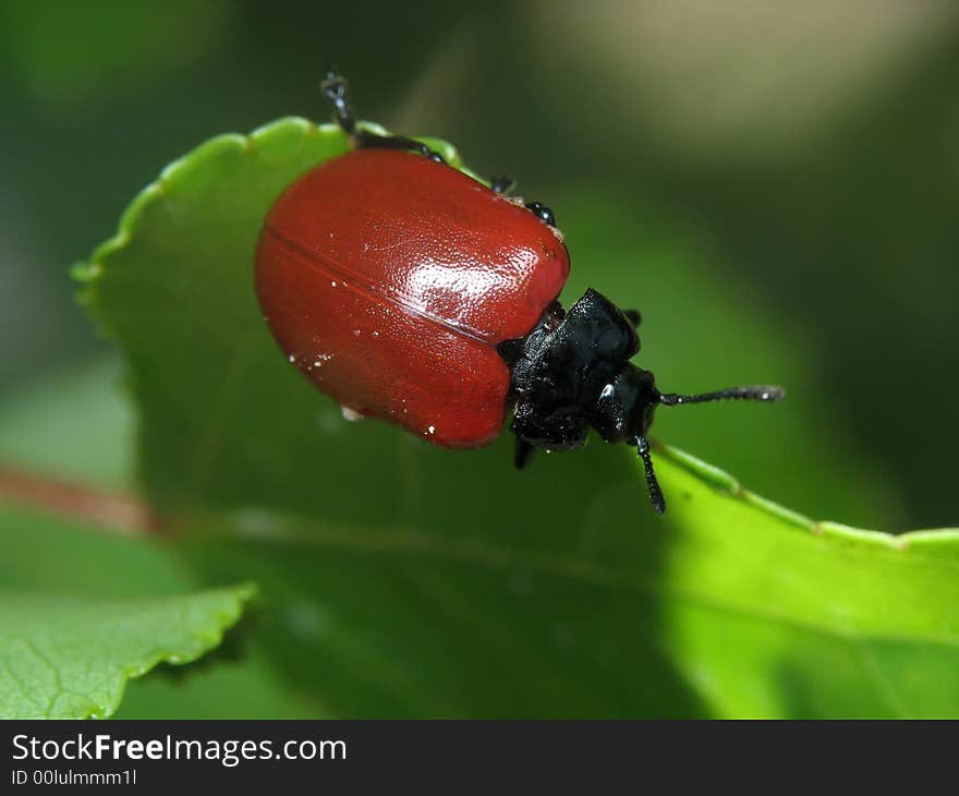 The bug on a green leaf. The bug on a green leaf.