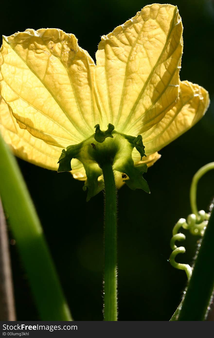 Pumpkin flower