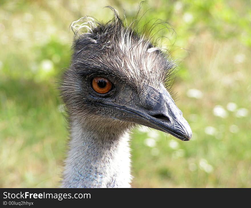 Head close up of ostrich.